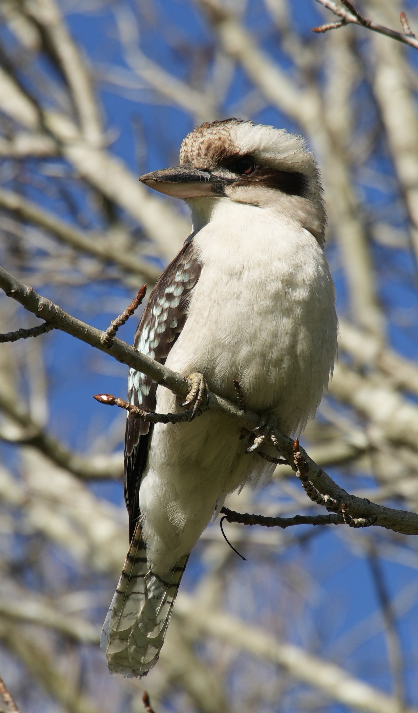 Kookaburra