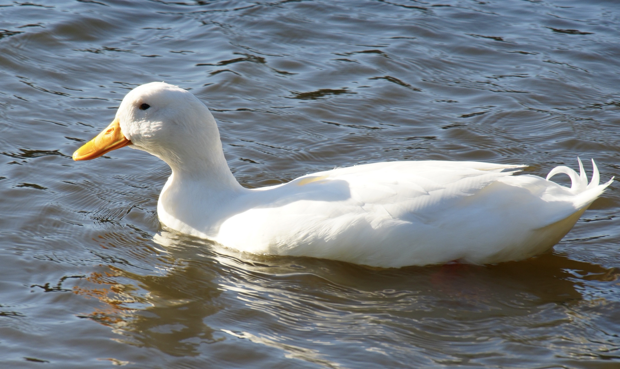 White Duck